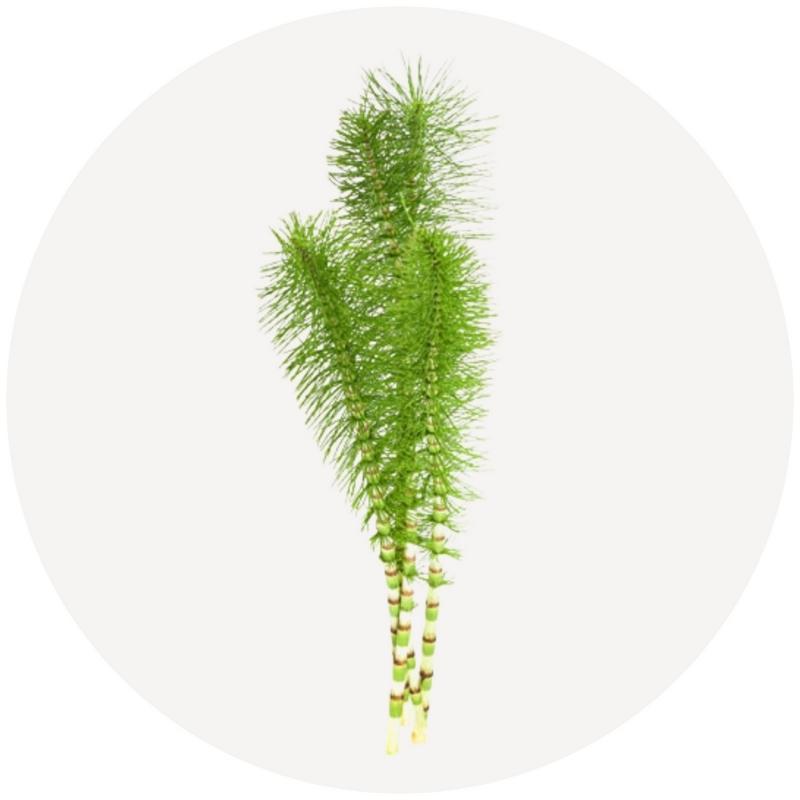 horsetail